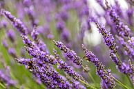 Twee bijen aan het honing tanken in de lavendel van okkofoto thumbnail