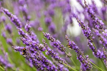 Twee bijen aan het honing tanken in de lavendel van okkofoto