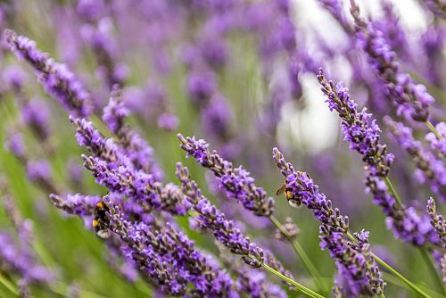 Twee bijen aan het honing tanken in de lavendel