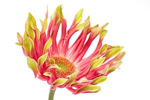 Gerbera Nudeln Venezia von Tanja van Beuningen