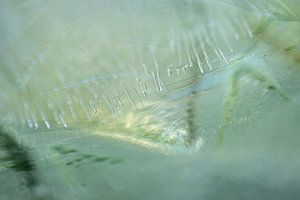 Blasen und Licht auf dem Eis, in Grün- und Gelbtönen