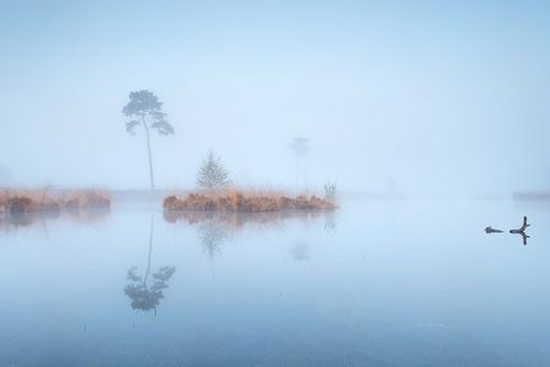 Mistige Hatertse vennen