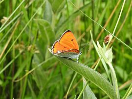 De Vuurvlinder. by Wieja van der Kamp