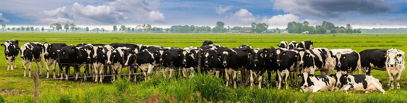 Cows neatly waiting in line to enter. by Brian Morgan