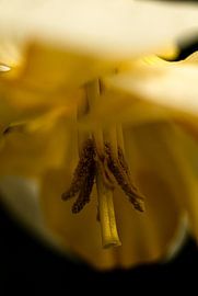 Gouden Hart van Wolbert Erich