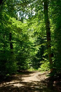 Chemin forestier ensoleillé