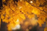 Begin van de herfst - Close-up van gele esdoornbladeren
