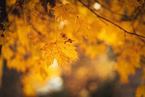 Herbstbeginn - Gelbe Ahornblätter als Nahaufnahme