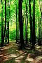 In May Forest by Ostsee Bilder thumbnail