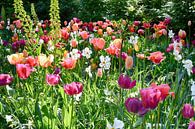 Tulipfield von FotoGraaG Hanneke Miniaturansicht