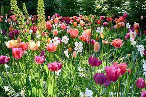 Tulipfield