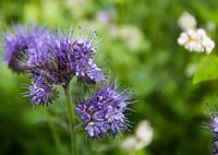 Wild flower