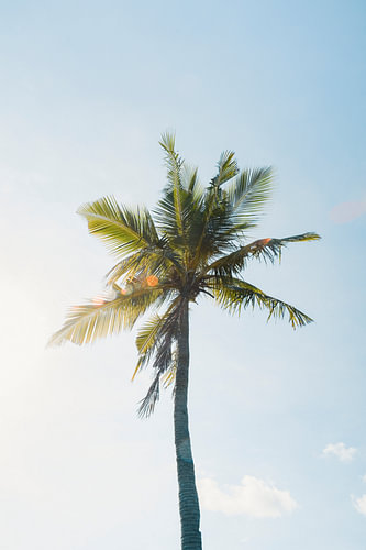 Lonely palm tree | travel photography print | Lombok Indonesia