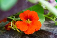 Close up of a flower of nasturtium