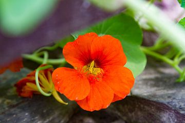 Nahaufnahme einer Blüte von Kapuzinerkresse von Joachim Küster