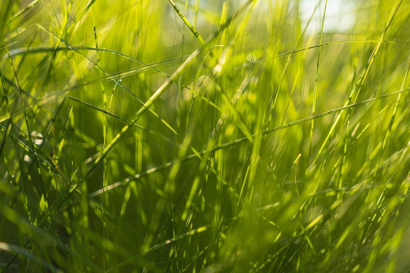 Grass in the sunlight - Dwingelderveld - Drenthe (Netherlands) by Marcel Kerdijk