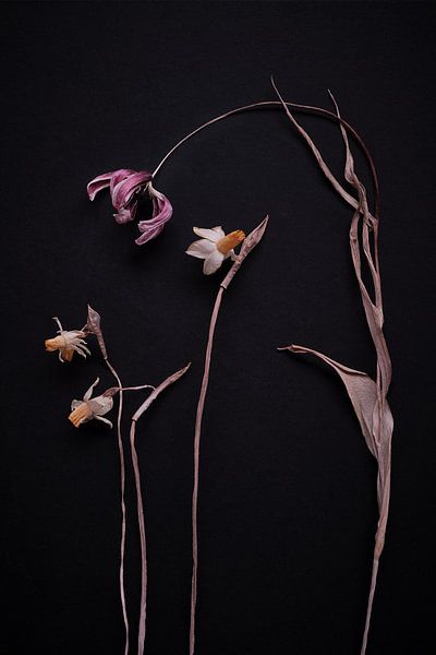 composition of dried flowers by Karel Ham