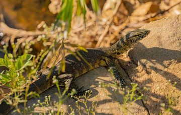 Nile monitor on the edge of a river in the nature reserve Hluhluwe National Park South by SHDrohnenfly