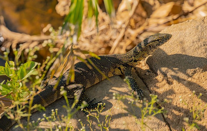 Varan du Nil au bord d'une rivière dans la réserve naturelle du parc national de Hluhluwe Sud par SHDrohnenfly