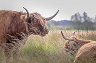 Schotse Hooglanders op heide van Frans van Maurik thumbnail