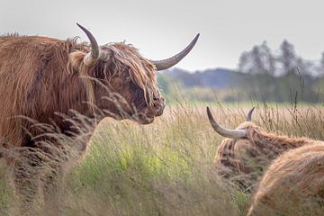 Schotse Hooglanders op heide van Frans van Maurik