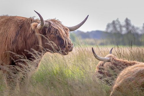 Les Highlanders écossais sur la lande