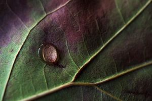 Feuille d'automne avec goutte sur Anouschka Hendriks