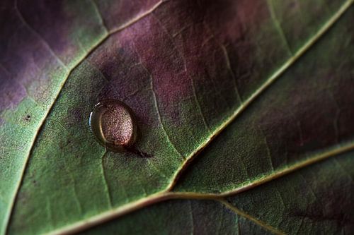 Herbstblatt mit Tropfen