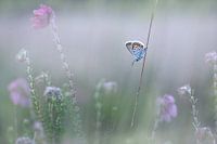 Heidekrautblau im Heidekraut