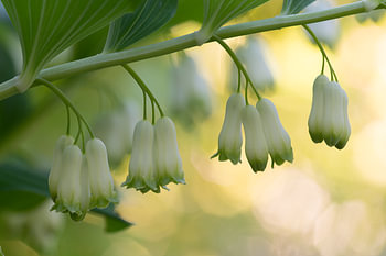 Solomon Seal