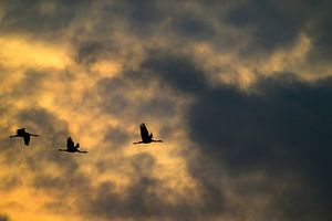 Kranichvögel fliegen während des Herbstzuges durch die Luft