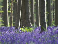 Bluebells