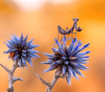 Beobachter auf dem blauen Turm...