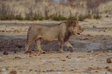 Lion in Namibia, Africa by Patrick Groß