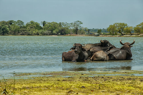 Buffels zoeken verkoeling in een meer op Sri Lanka