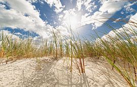 Duinen in de lente van Dirk Thoms