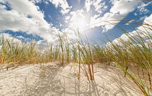 Dunes in spring by Dirk Thoms