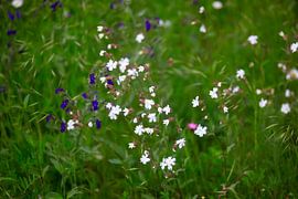 Spring meadow by Thomas Jäger