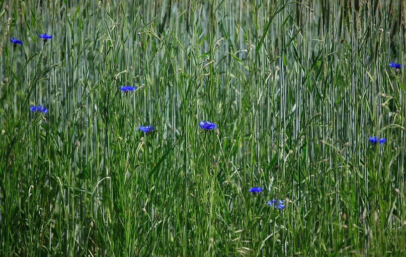 Kornblumen von Thomas Jäger