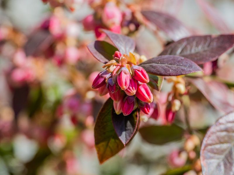 Fleur de myrtille par Stijn Cleynhens