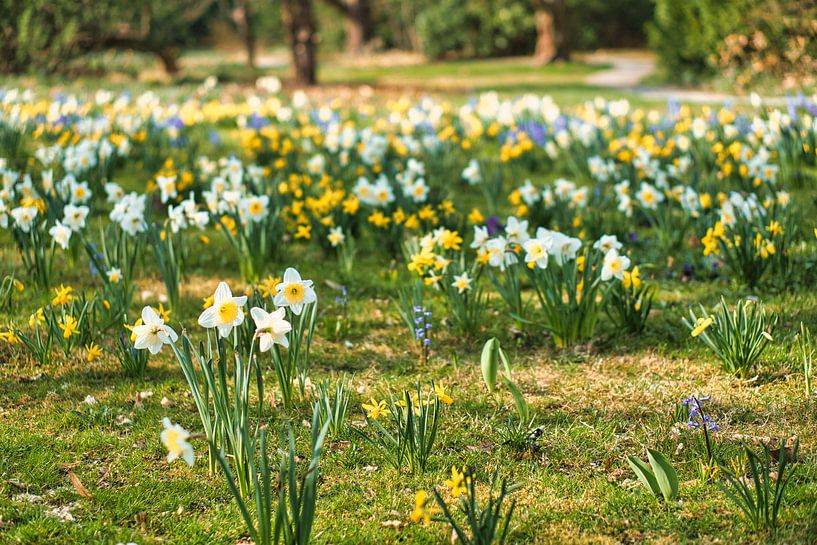 Jonquilles blanches, jonquilles sur une prairie verte par Martin Köbsch