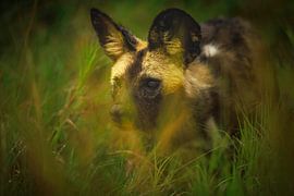 Chien sauvage