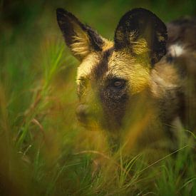 Wildhund von antonvanbeek.nl