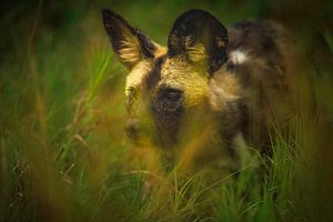 Wilde hond