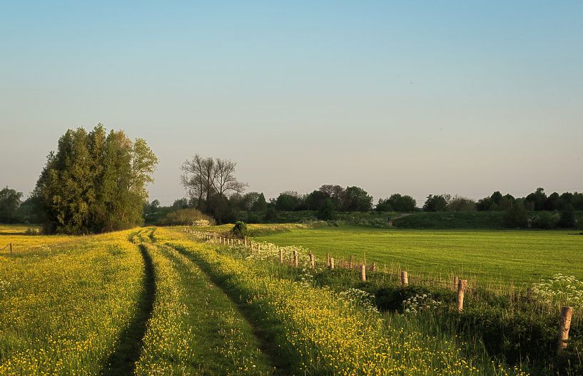 Explosion of buttercups. by René Jonkhout