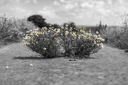colorkey - Photoshop magariten bloemen op een pad - Zwart en wit met gele bloemen
