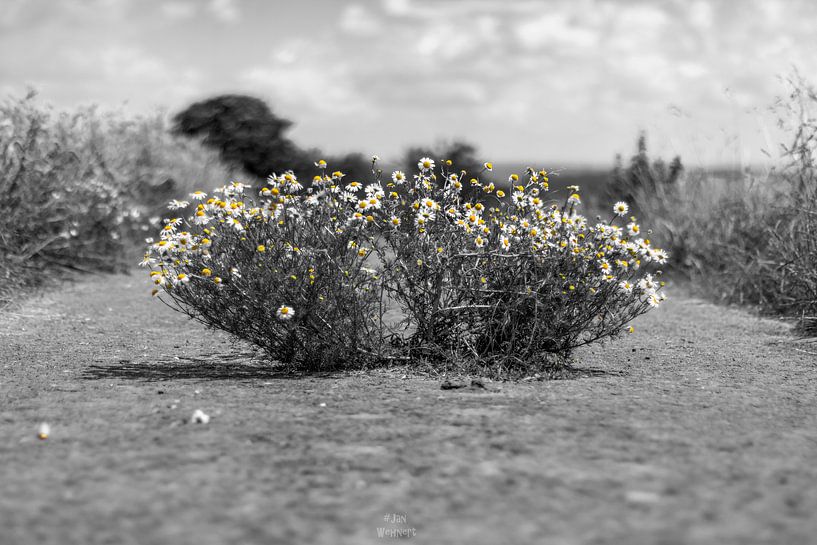 colorkey - Photoshop magariten fleurs sur un chemin - Noir et blanc avec des fleurs jaunes par Fotos by Jan Wehnert