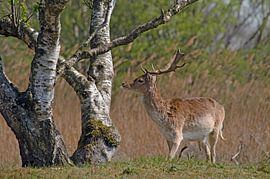Damhirsche in der Nähe eines Baumes von Petra Vastenburg