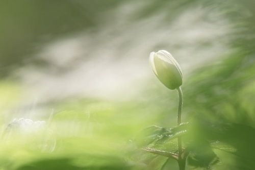 Bosanemoon in de knop