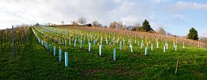 vignoble